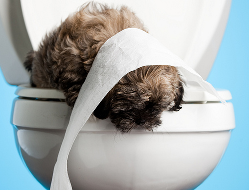 Dr. Ian Dunbar Explains Puppy House Training How To Teach Your Puppy To Let You Know When He Needs to Go Sirius Dog Training